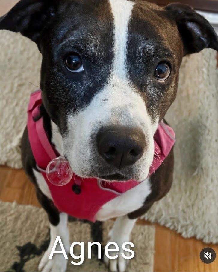 Agnes